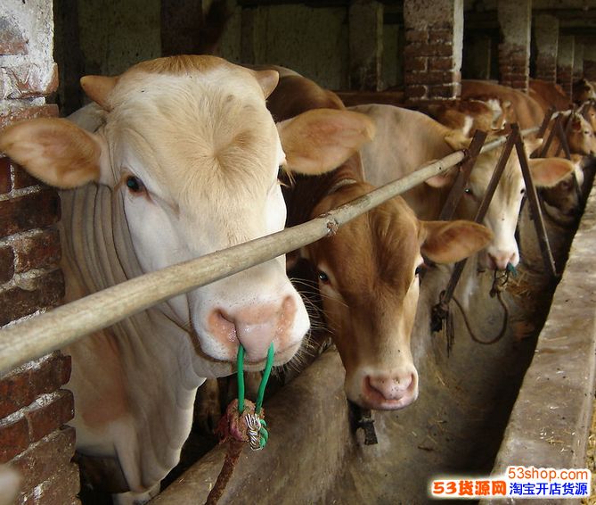 养牛挣钱为什么没人养 养20头牛一年赚多少钱