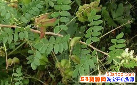 9,黄芪 产量300~400千克,目前市场价格10~16元/千克,由于功效优异